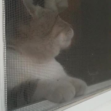 Cat in the window