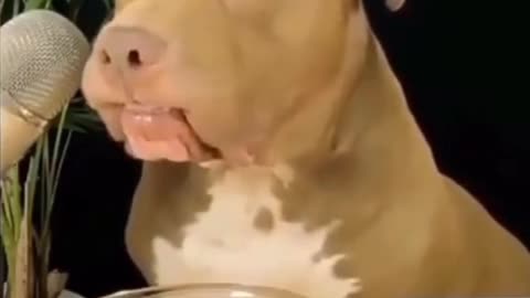 The dog is eating and sing