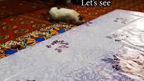 cat funny