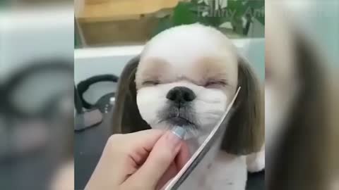 Funniest 🐶 Dogs and 😻 Cats - Try Not To Laugh 🤣 - Funny Pet Animals' Life