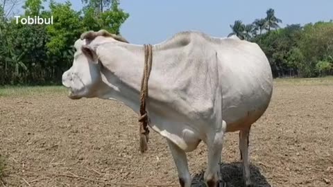 Have you ever heard the sound of a cow? Click on the video and hear the sound in a new way.