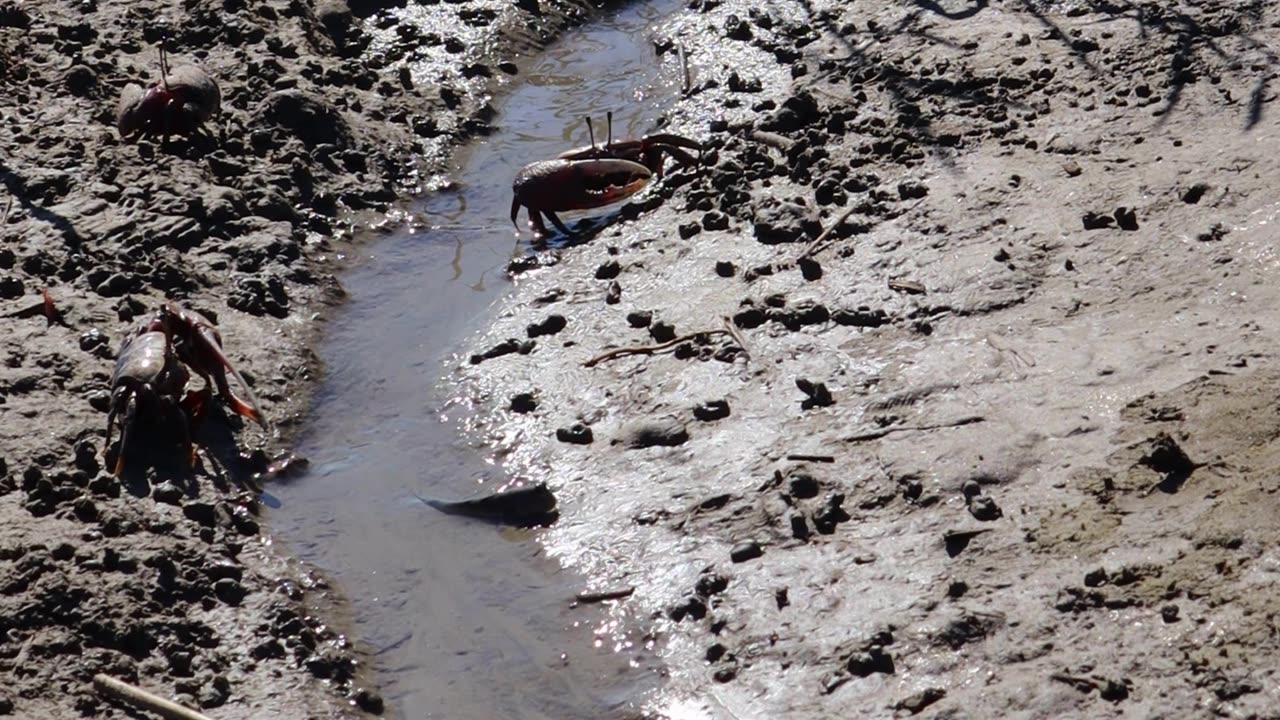 Small crabs appeared on the tidal flat where the sea water had receded