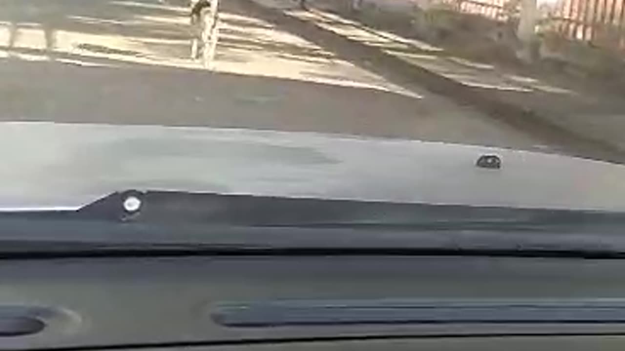 Monkey Gets a Ride from Dog Friend