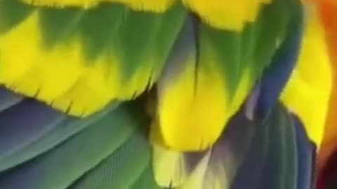 bird playing peekaboo! funny animals video #shorts