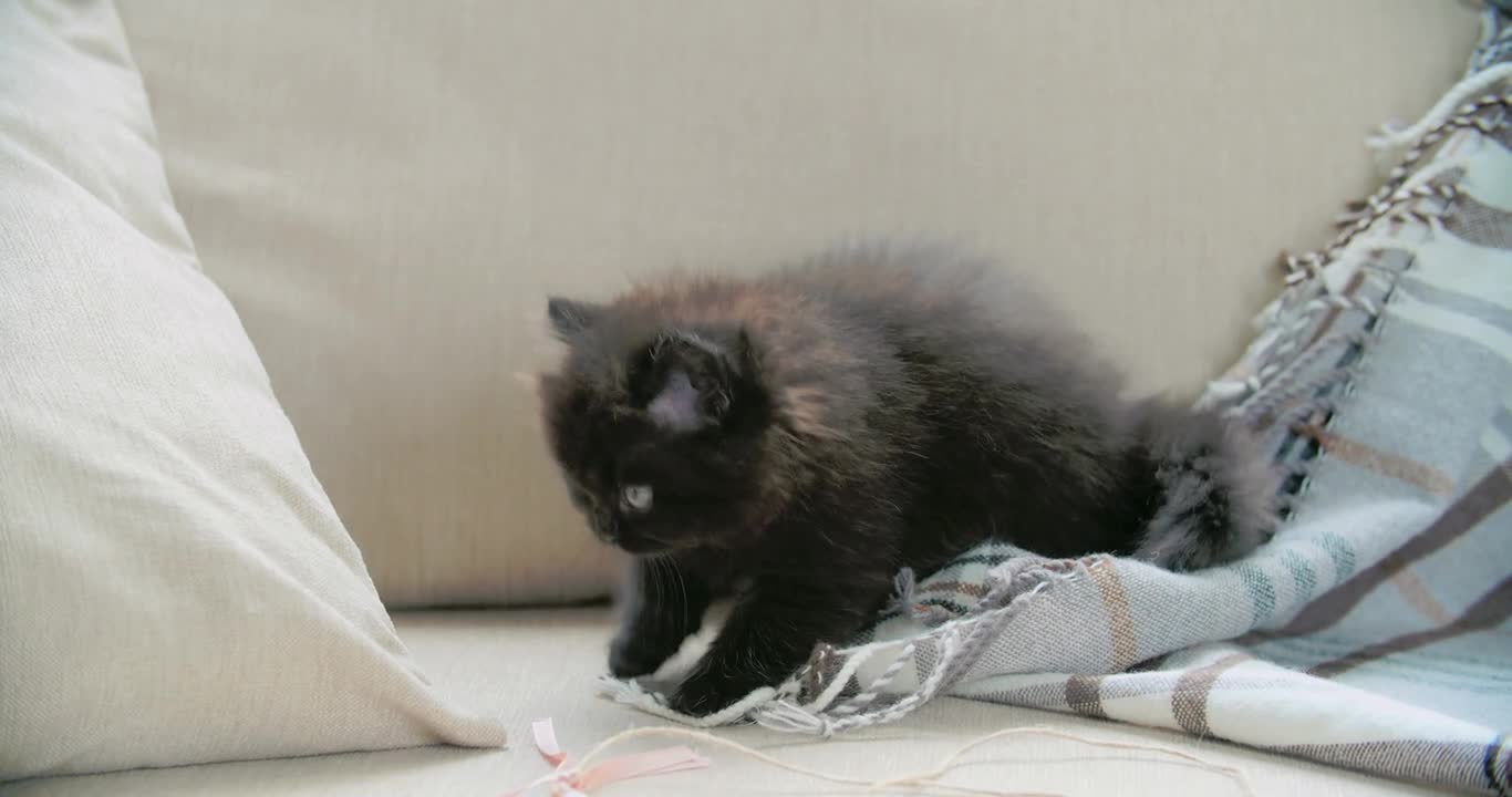 A Kitten is playing with toys