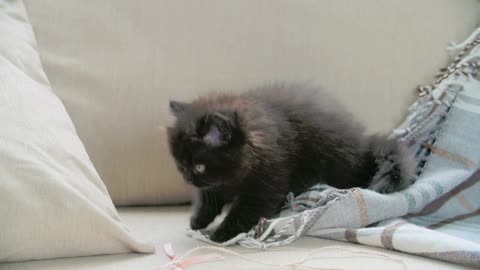 A Kitten is playing with toys