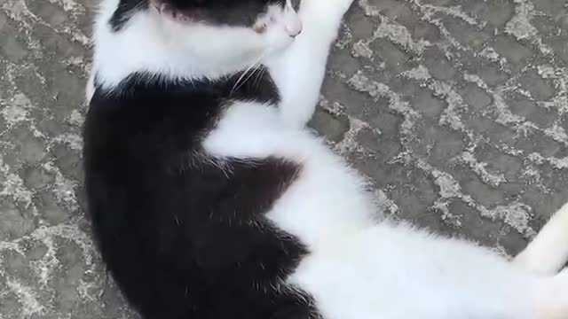 Lazy cat