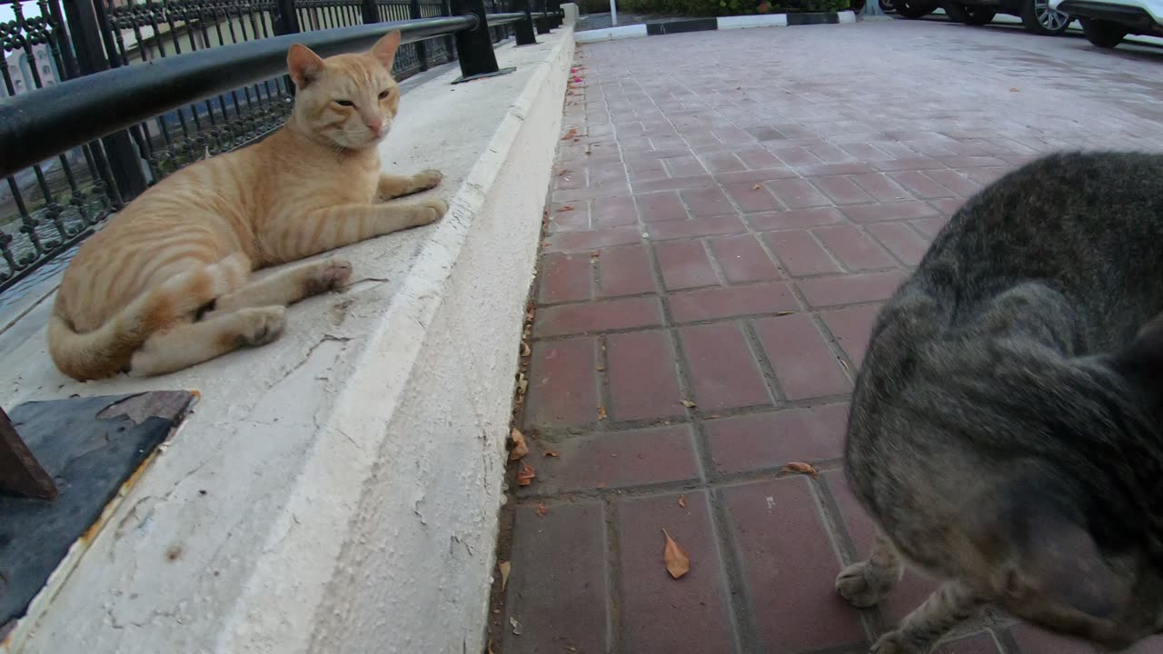 Homeless cats in UAE, Ras Al Khaimah: ED SHEERAN & MICHAEL JACKSON #cats #MichaelJackson #EdSheeran