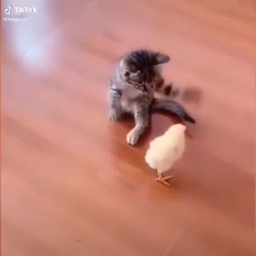 The little cat manipulated the little chicken