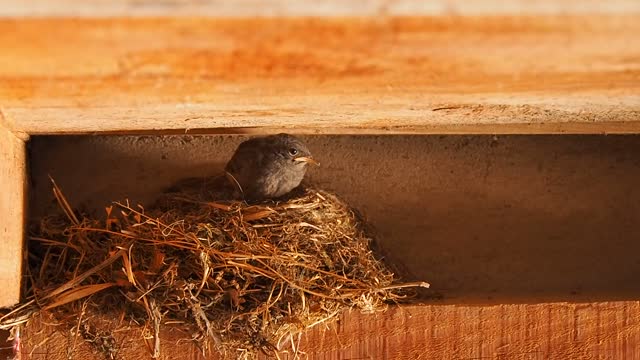 A female sparrow feed her chick inside the nest is a very beautiful thing