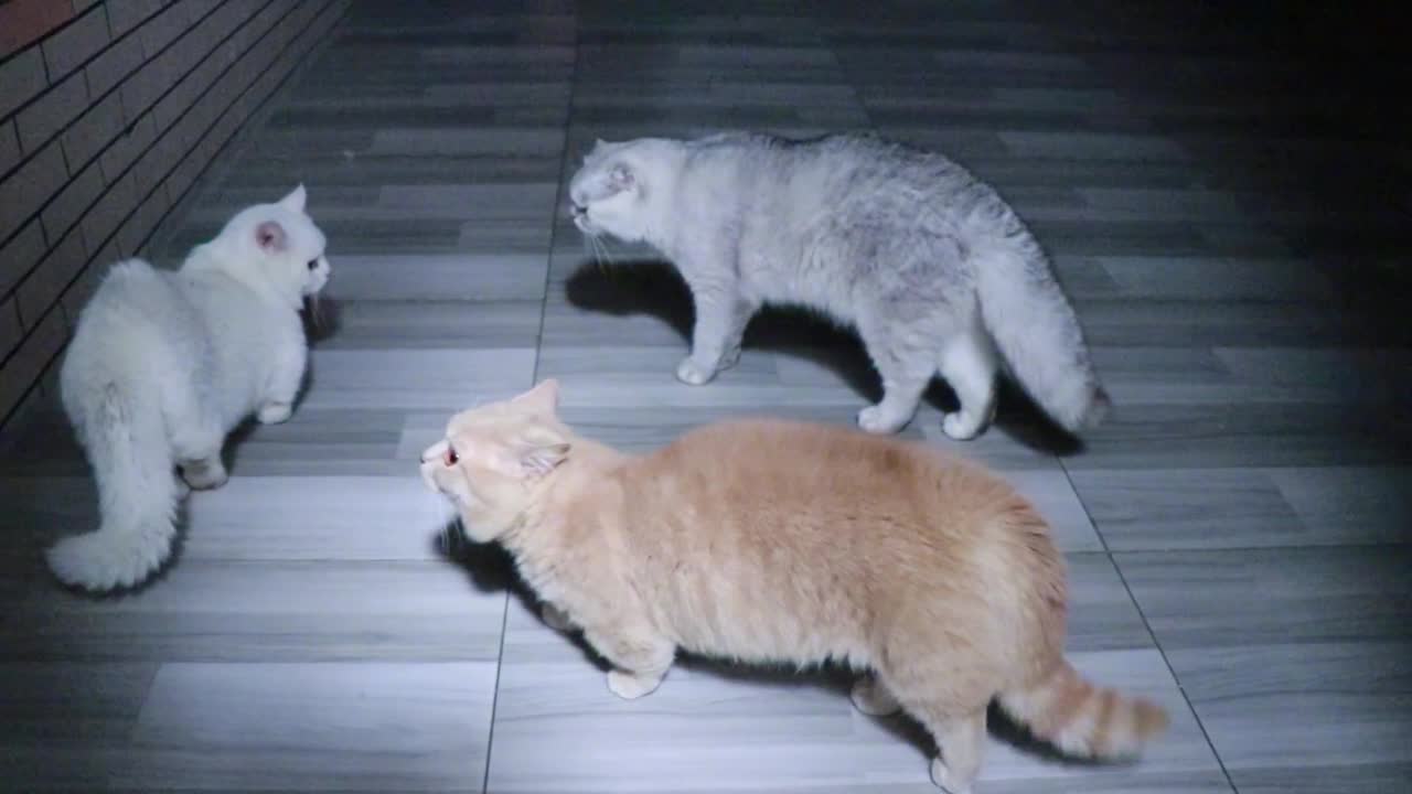 three fat cats