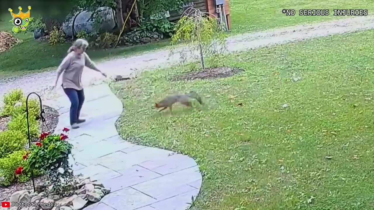 When Animals Go On A Rampage And Got Caught On Camera