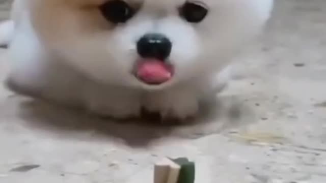 OMG!Very Funny dog_Yummy