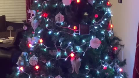 Our Christmas tree 🎄