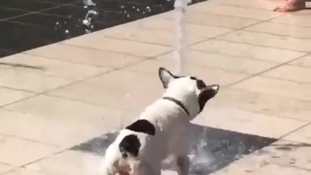 Jumping dog bathing in a park trick shots