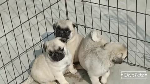 Pug Puppies for Sale - Buy Pug Dog Puppy Online