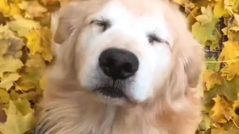 HAPPY DOG▐ TIKTOK