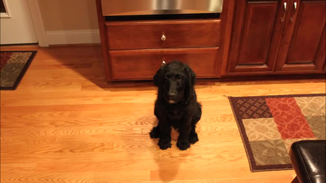 Time lapse: Labradoodle aging process