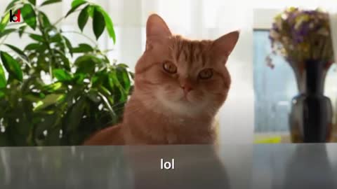 Best funny cat Videos|funny cats compilation|funny cat videos for kids|funny cat videos 2021