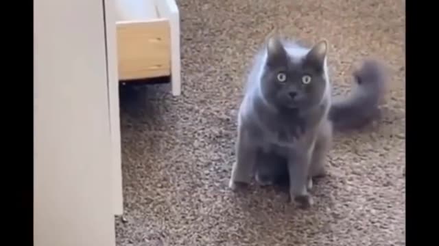 Funny cute kawaii Cats 😹 - cat vibez 😂