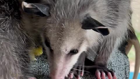Opossum Babies Have an Egg-Cellent Dinner