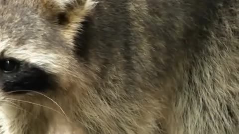The Majestic Grizzly Bear Facts and Threats #subscribe #shortvideo #animals#animalfacts