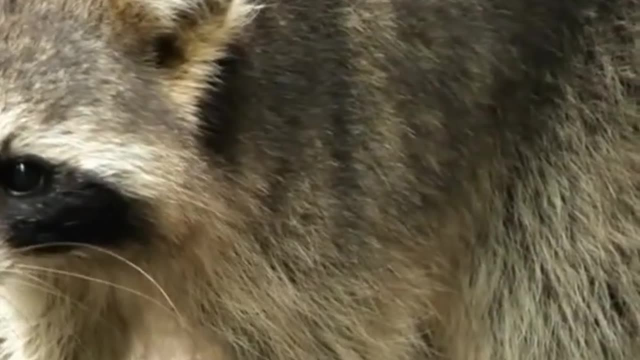 The Majestic Grizzly Bear Facts and Threats #subscribe #shortvideo #animals#animalfacts