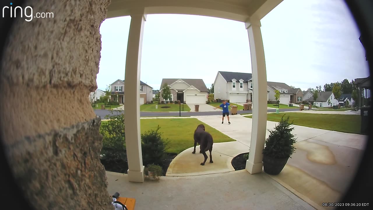 Dog's Zoomies Take Out Husband