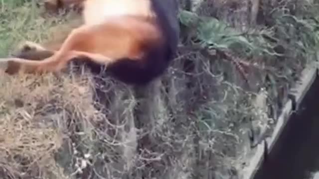 why is it so coincidence, Dog funny video