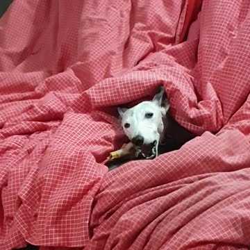 Pip chewing on her bone