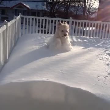 Goofy dog playing in the snow