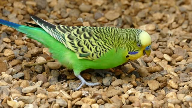 Green Budgerigar Bird Parrot On Ground