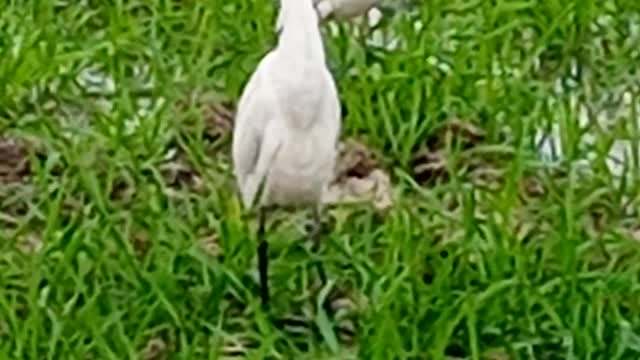 Birds getting food from water beautiful 😍 views