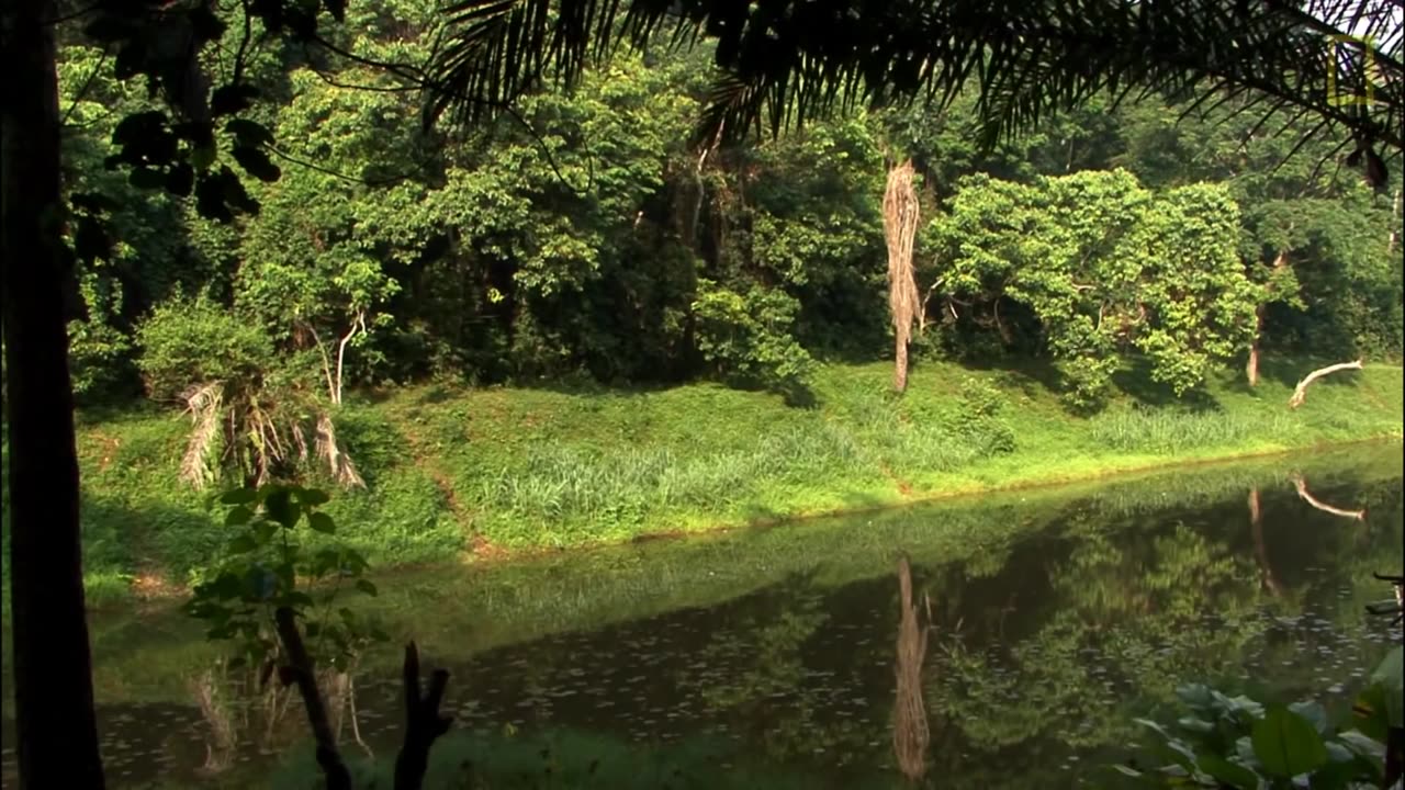 Exploring the Enchanting World of Bonobos: Unveiling Fascinating Facts | National Geographic