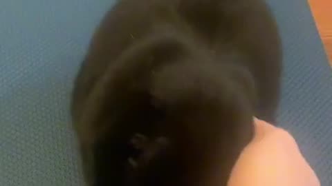 Cat loving clip