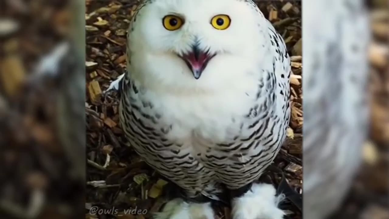 funny animal video 2020