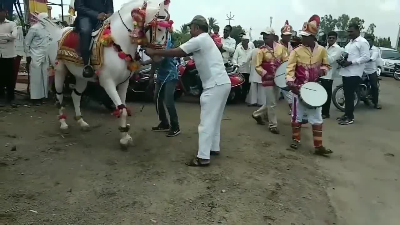 Heera horse Satararoad _ Heera Sonya Chetak horse