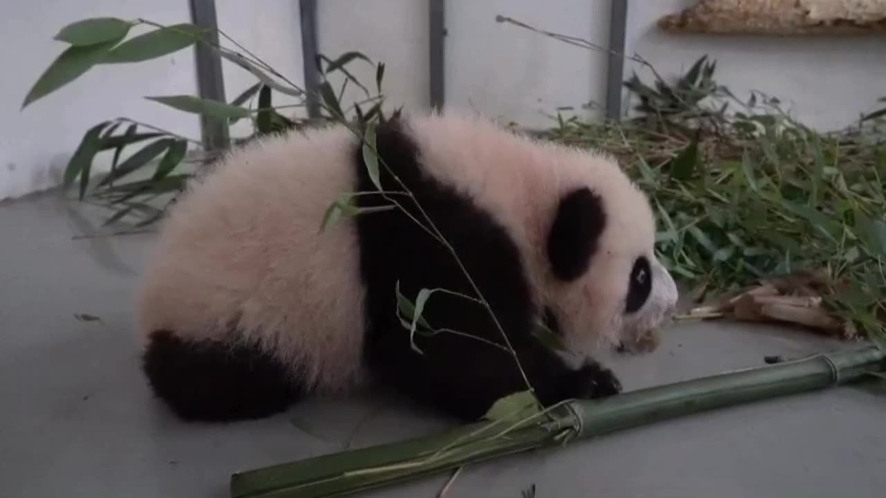 Baby Panda makes first steps