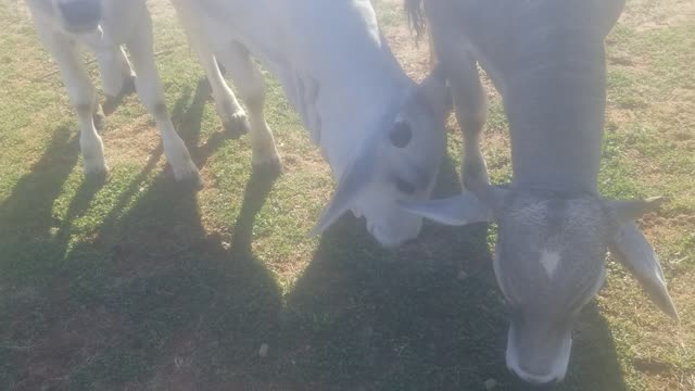Brahman heifers
