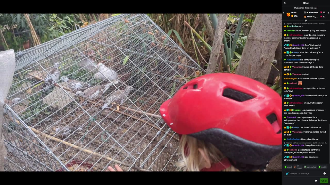 2023-10-16 (16bis) - Live avec Michel, un syllogomane des oiseaux - Kick Triskel (avec chat)