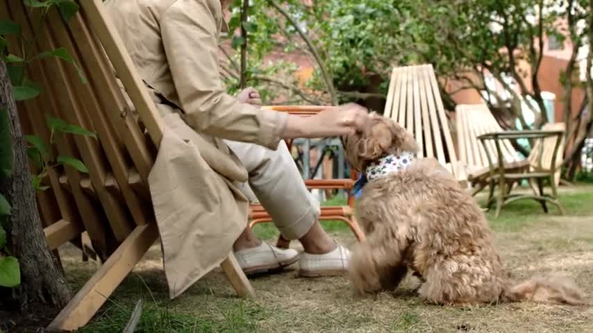 Pet Training With Playing.