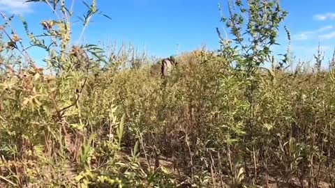 Russian engineers demining the unexploded ordnance and mines