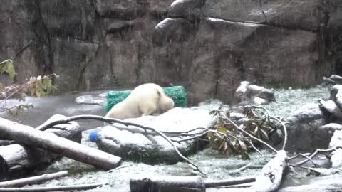 Nora's first Portland snow