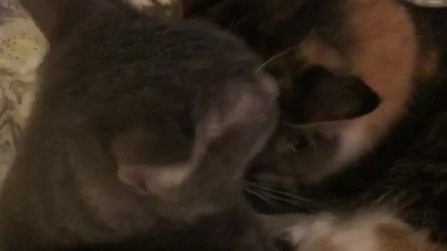 Grey cat and brown cat lick each other's heads in bed