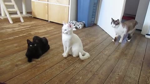 three cats in room