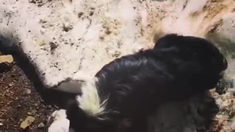 Black white dog rolling around in snow towards black dirt floor