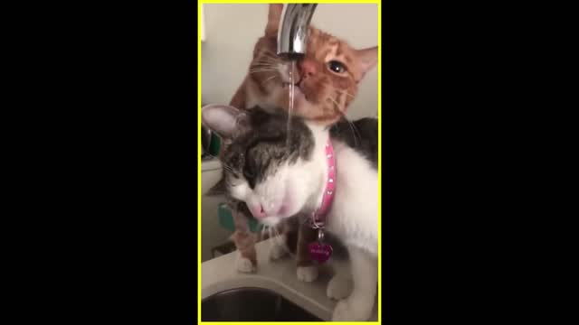 These Cats SURELY Know What SHARING Means