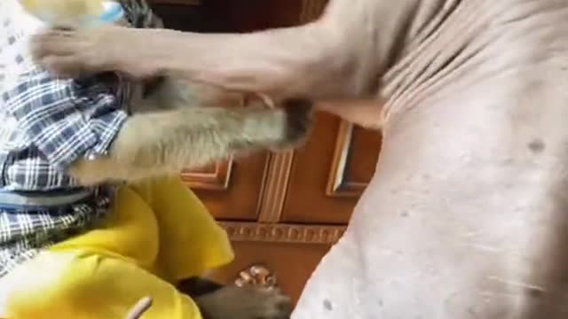 Interaction between cats and monkeys