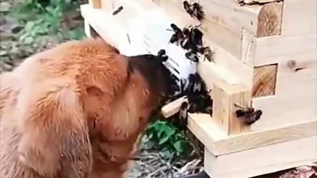 Funny video about bees-4