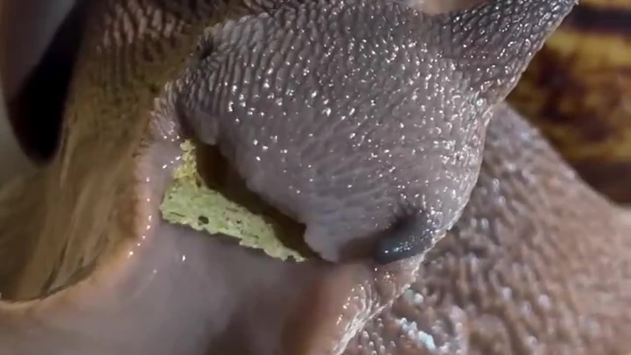 SNAILS HAVE TEETH??????